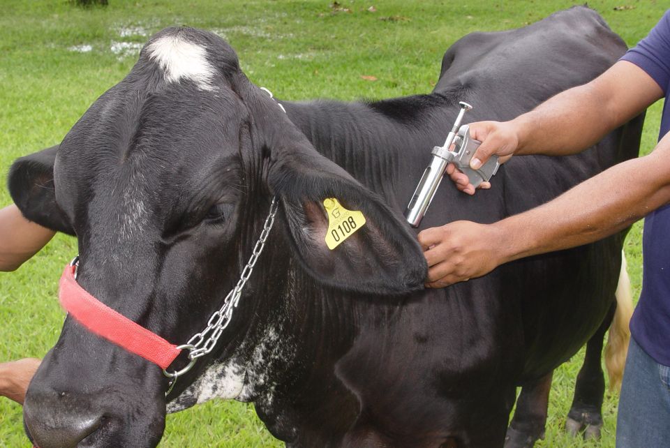 PAMPEANO - Eletrificadores de Cerca Apenas Amazonas e Par devem imunizar rebanhos bovino e bubalino contra a doena, a partir do prximo dia 15 Começa este mês a campanha nacional de vacinação contra a febre aftosa de...